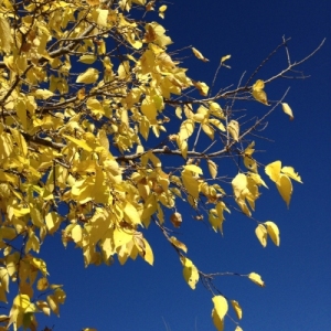 sky_leaves
